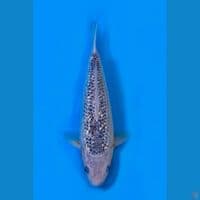 27cm male - Asagi Gindrin 