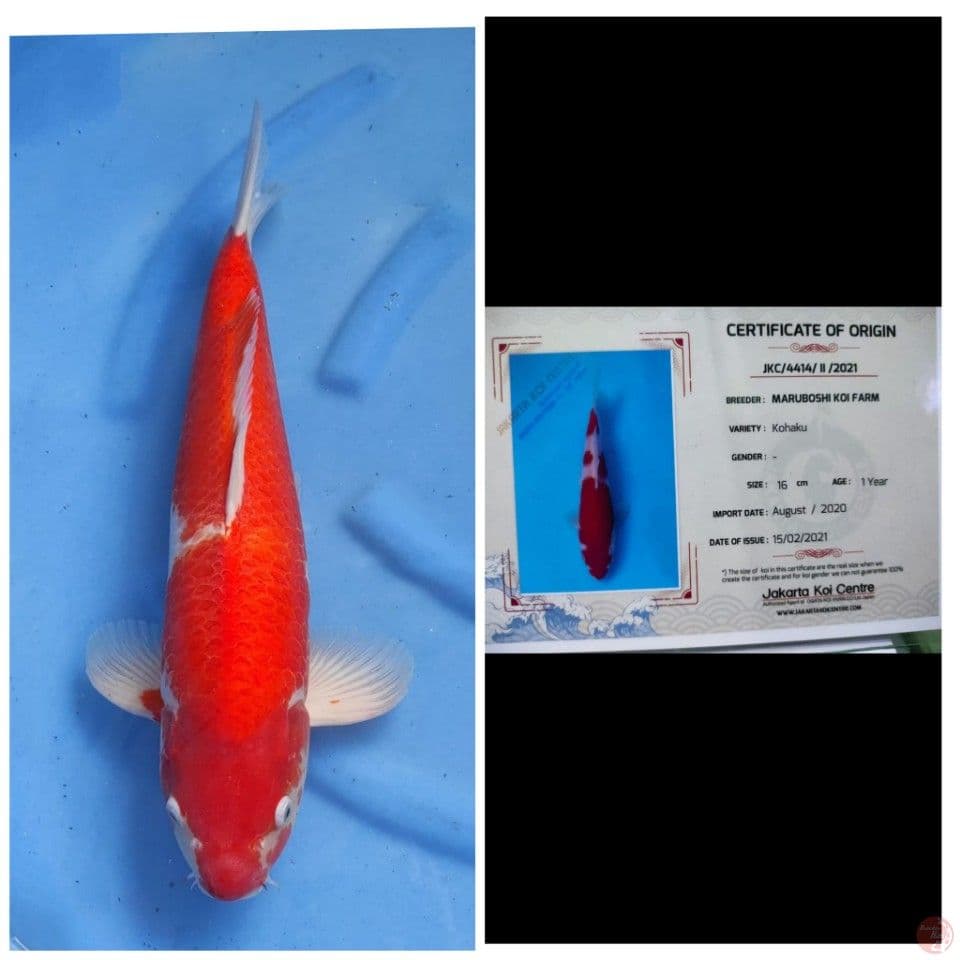 Okawa Kohaku 