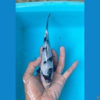 shiro 20 cm