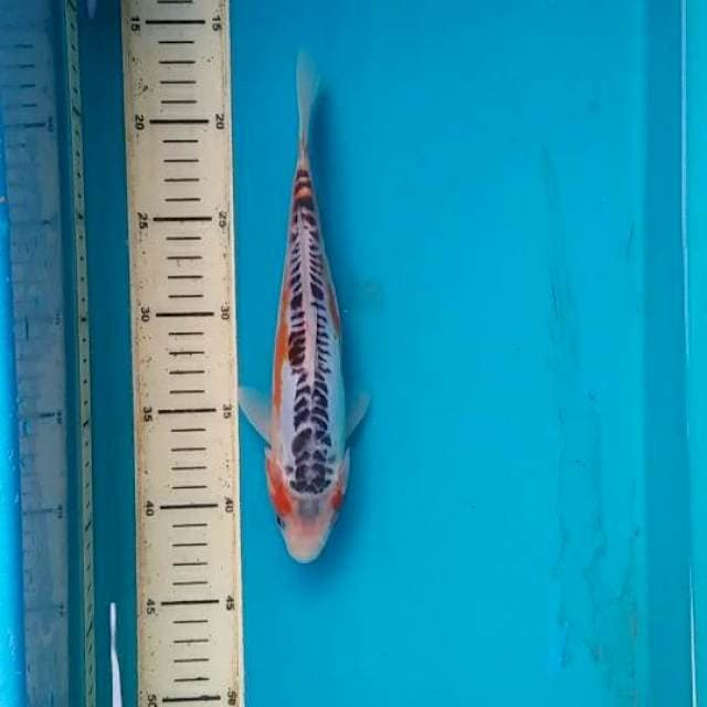 hana shusui 25cm