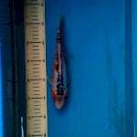 hana shusui 25cm