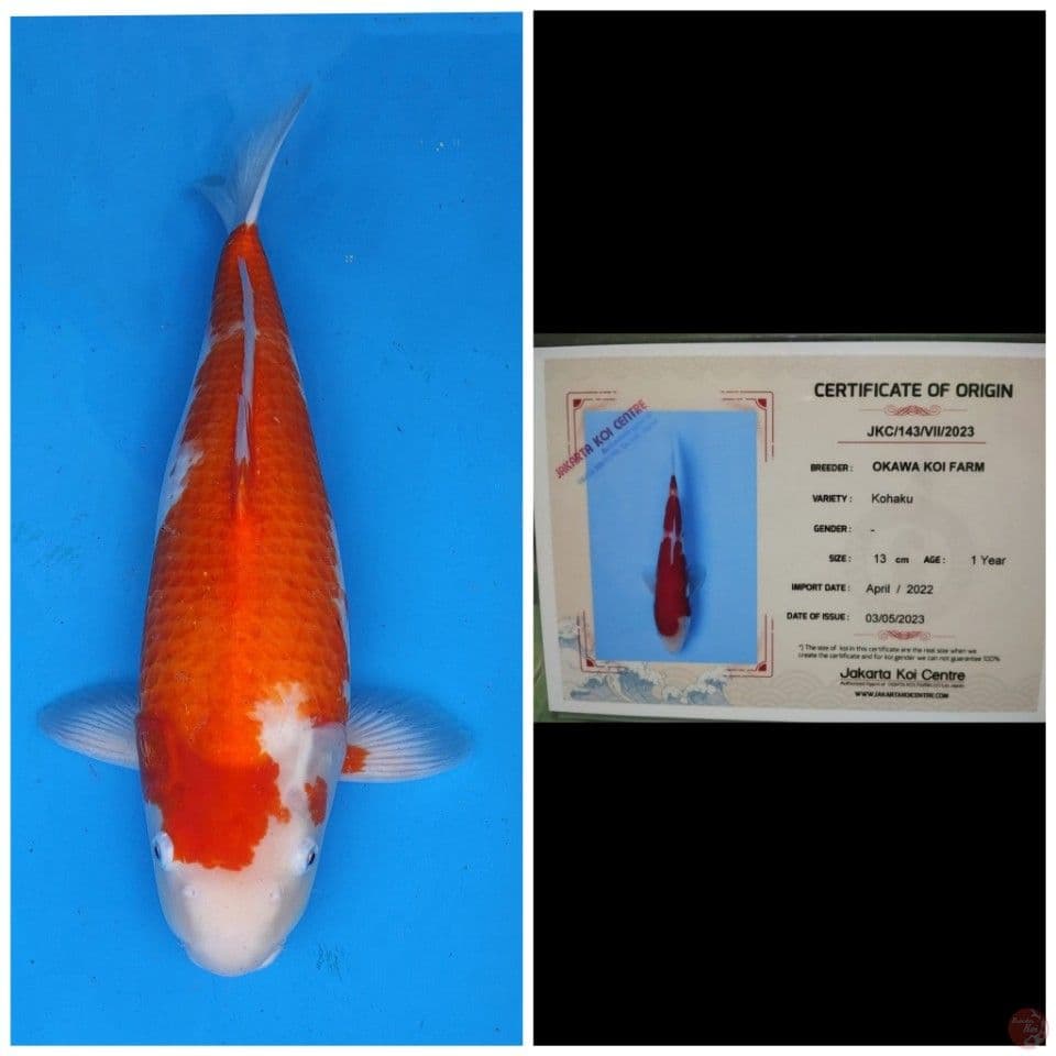 Okawa Kohaku 