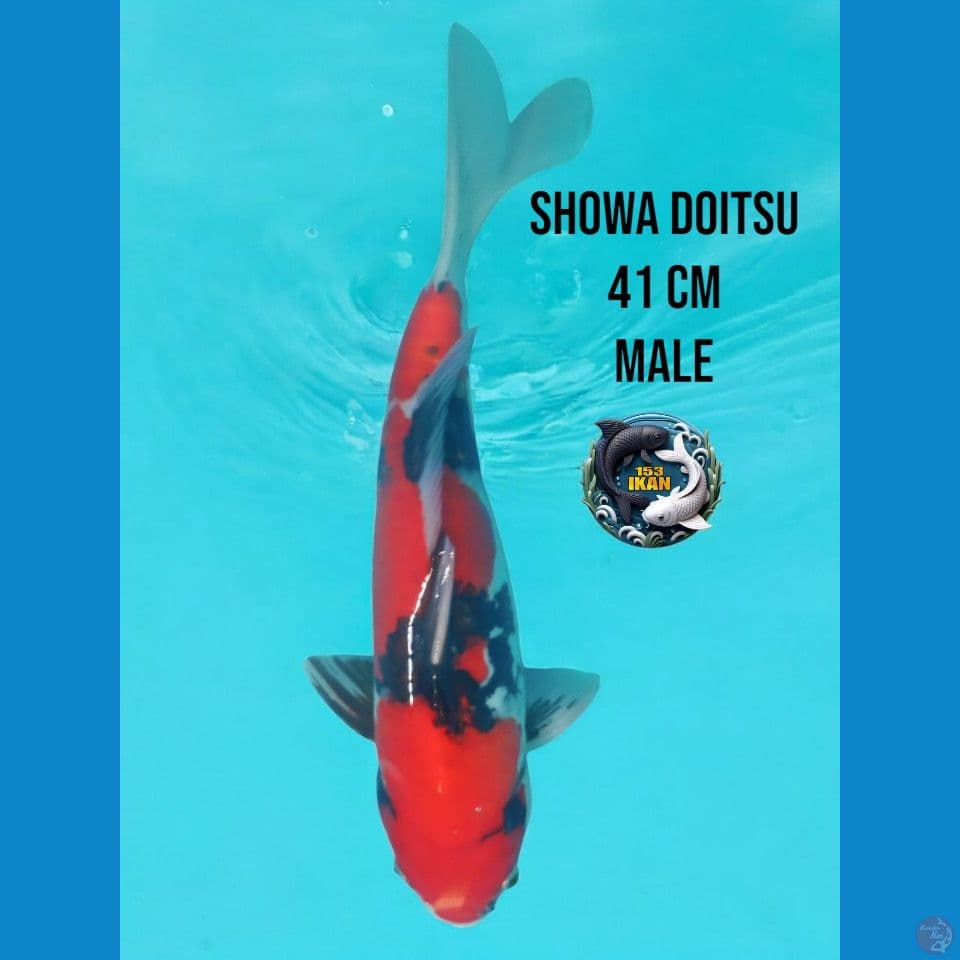 showa doitsu