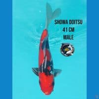 showa doitsu 