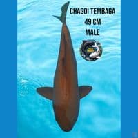 chagoi tembaga