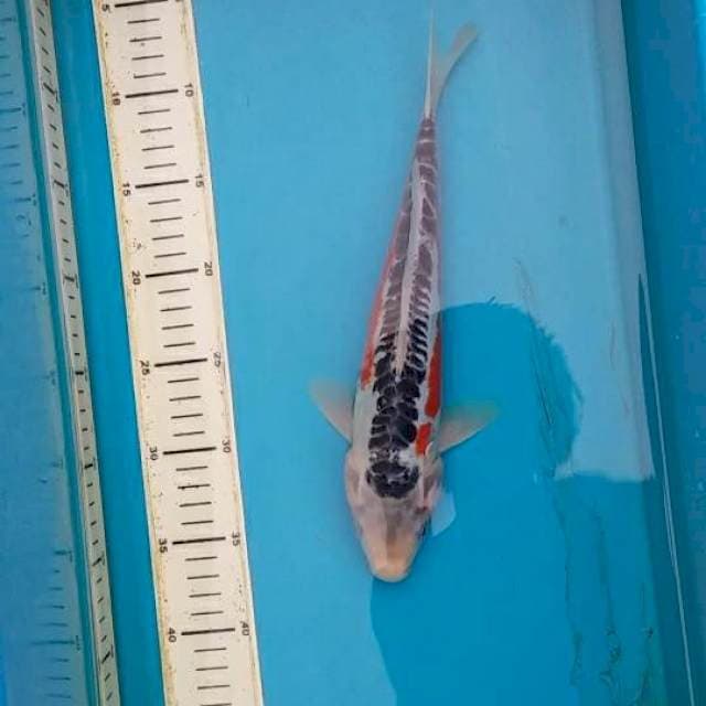 hana shusui 31cm