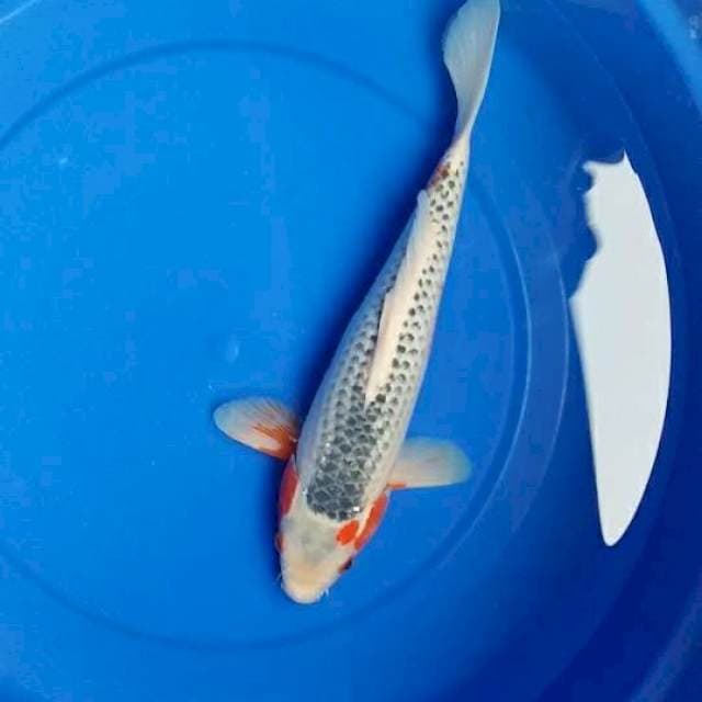 asagi 35bu (33cm)