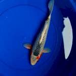 asagi 35bu (33cm)