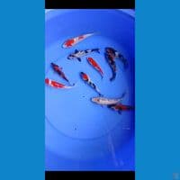 paket mix 10 ekor 12-15cm