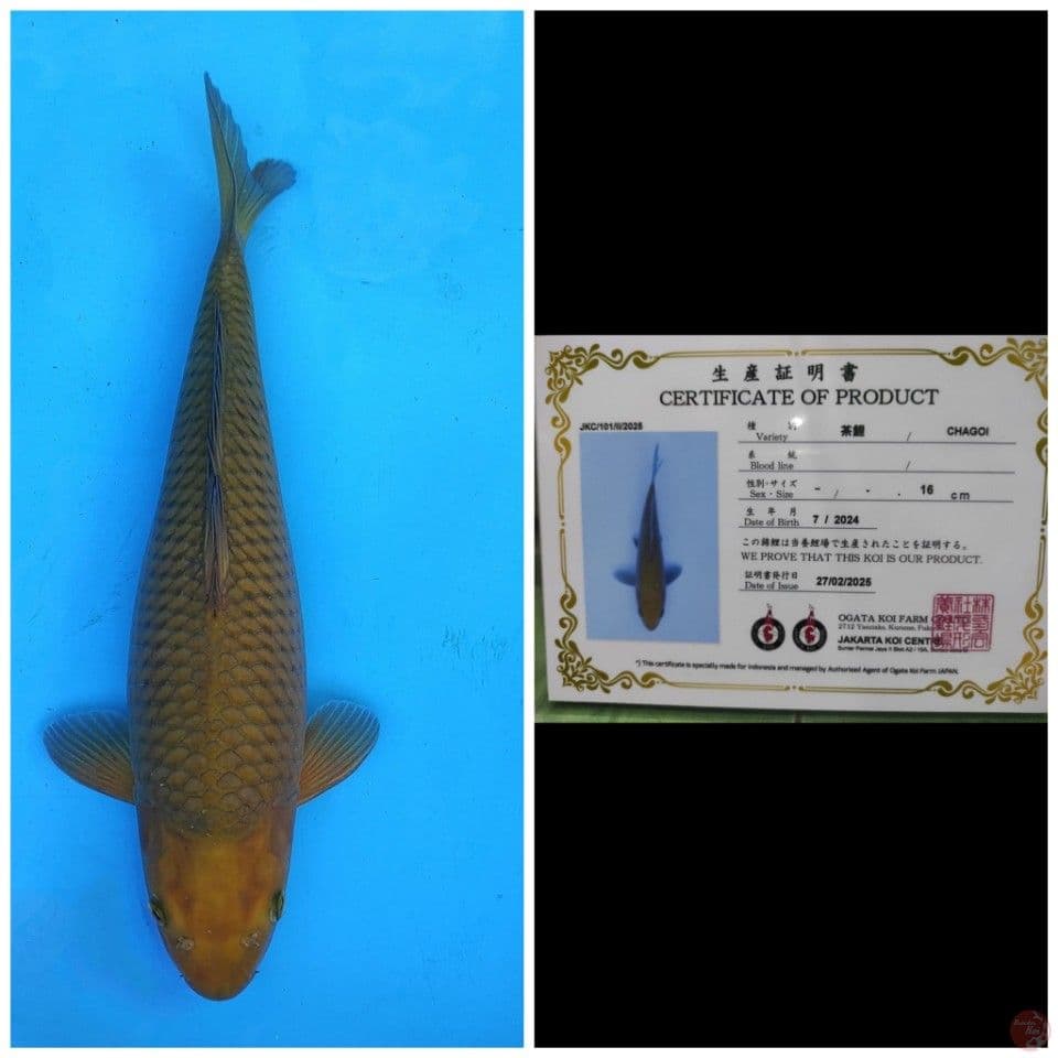 Ogata Chagoi 