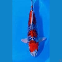 41cm red kujaku dna import body lebar