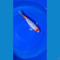 TANCO KOSUI 33CM READY 