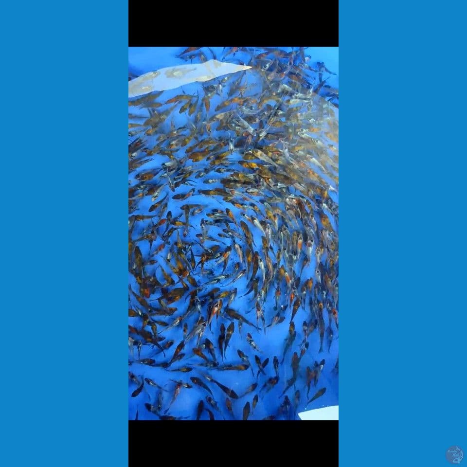 Showa mix 4-7cm 700ekor
