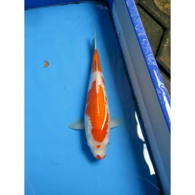 KOHAKU 30CM