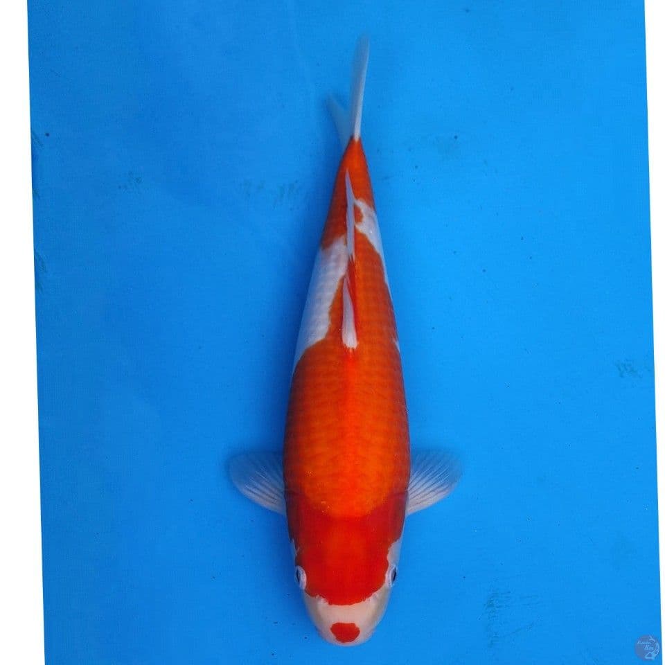 Ogata Kohaku 