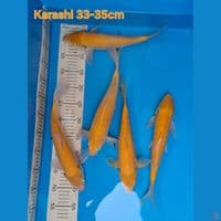 IMPORT 5EKOR KARASHI 35BU