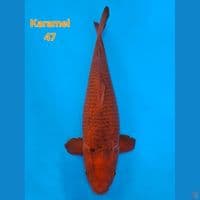 F1 KARAMEL 47CM