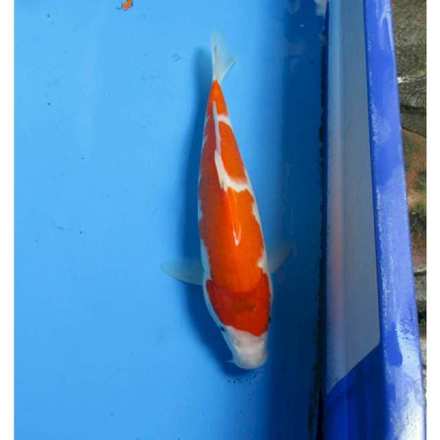 AI KOROMO 29CM