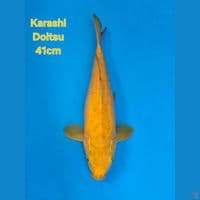 F1 KARASHI DOITSU 41CM