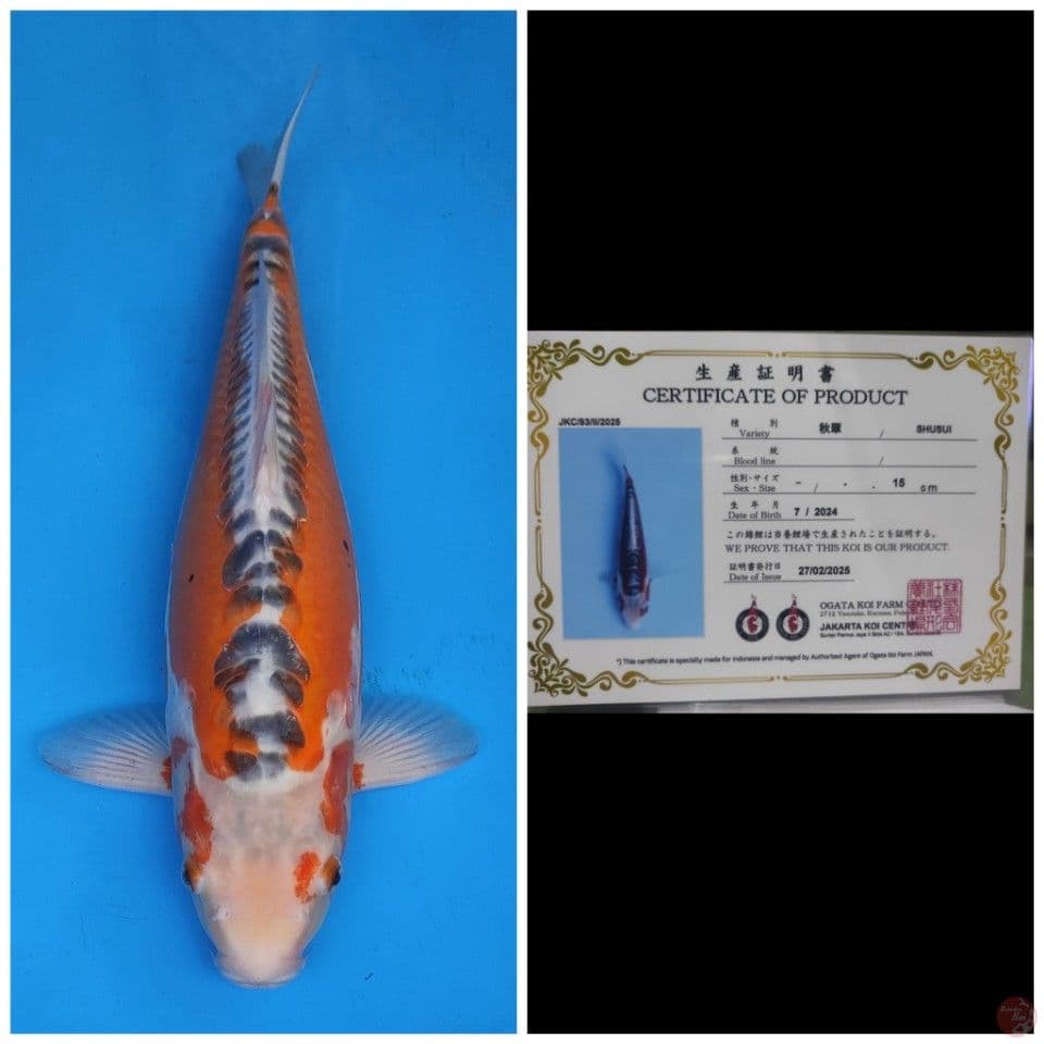 Ogata Shusui 