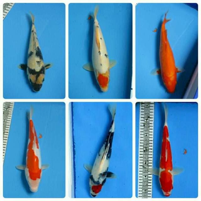 MIX MAX 24 - 32CM