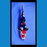 kinda  showa male 30cm