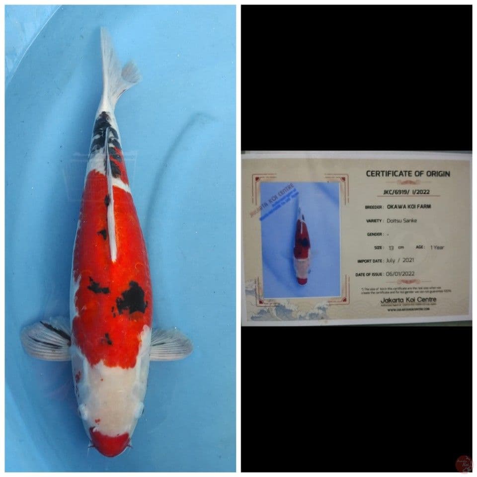 Okawa Sanke Doitsu 