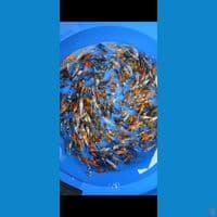 Showa mix 7-10cm 500ekor