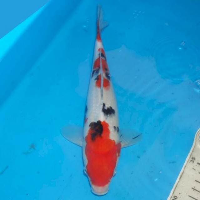 TSUBOSUMI SANKE