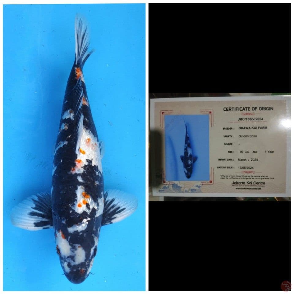 Okawa Shiro Ginrin 