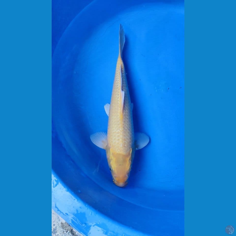 KARASI 47 CM