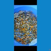 Showa Joss 7-10cm 600pcs