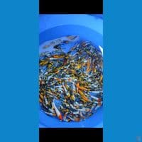 Showa Grade 10-15cm 300ekor