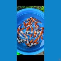 Showa 17-25cm 40ekor