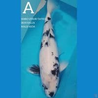 SHIRO UTSURI SKIN HALUS PUTIH BERSIH 45CM 