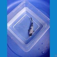 shiro bahan kep 12cm
