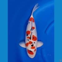 52cm , Jumbo Male Sanke 