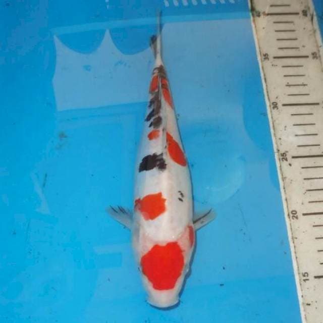MARU SANKE