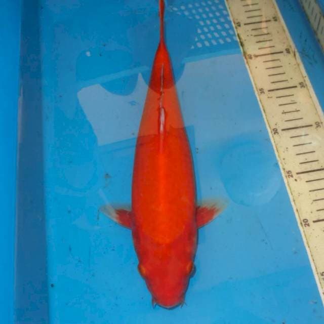 AKAMUJI RED DRAGON MOTOAKA