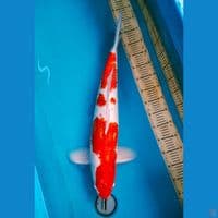 65cm Male Kohaku