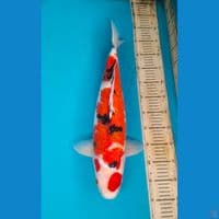 52cm Maruten sanke Female