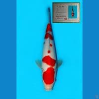 IMPORT SAKAI KOHAKU SUPER HQ WITH SERTIFICATE 29CM