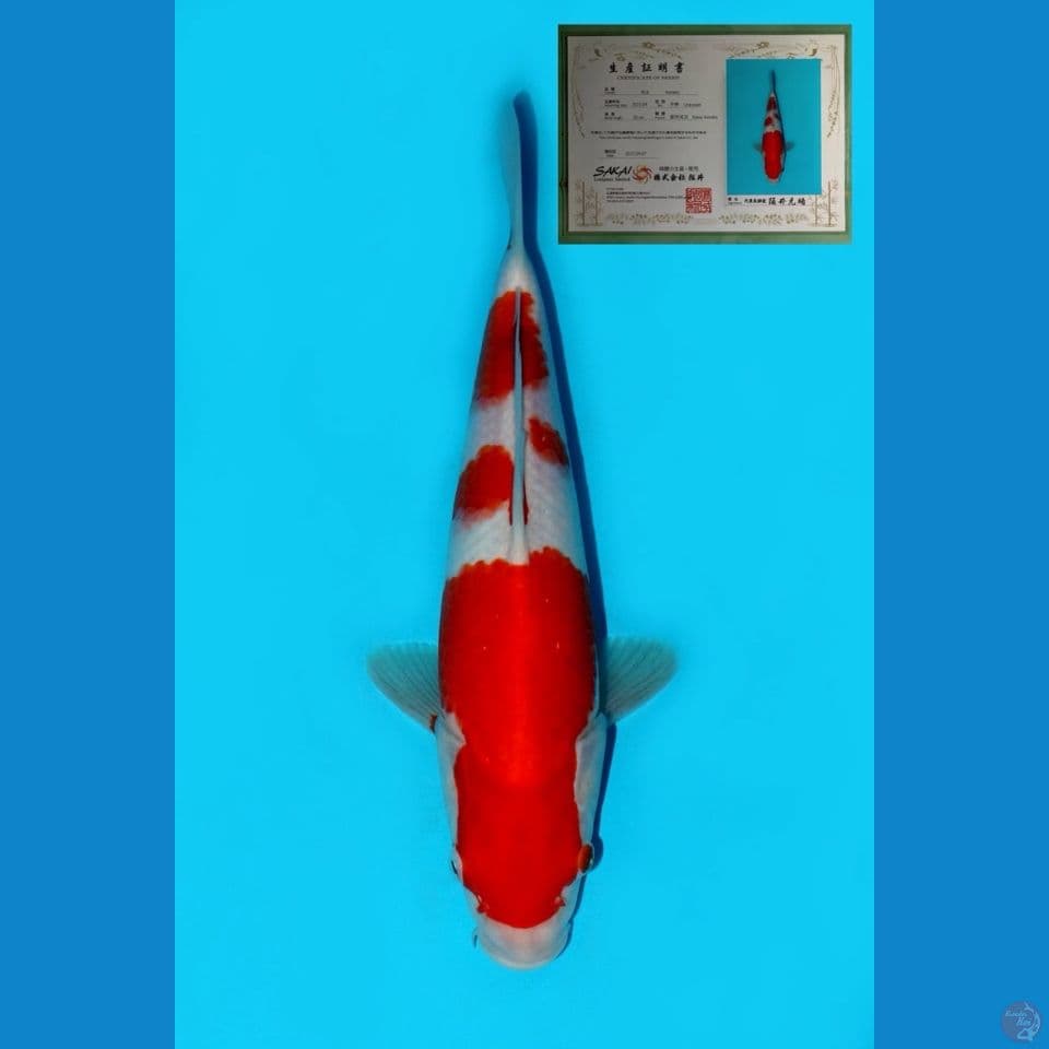 IMPORT SAKAI KOHAKU SUPER HQ WITH SERTIFICATE 29CM