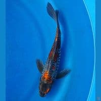 KUMPAY BENI KIKOKURYU 26CM MALE