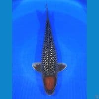 TANCHO OCHIBA 35CM MALE SERTI JUARA 2
