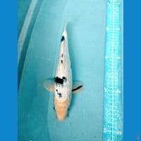 becko ginrin jantan 33 cm