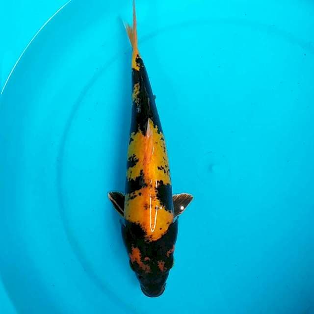 30cm HI UTSURI Doitsu Sipp