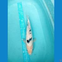 becko 37 cm