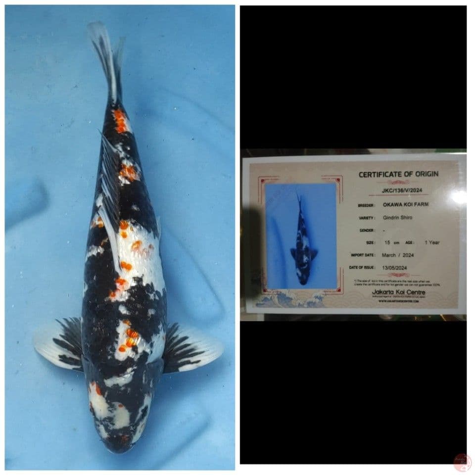 Okawa Shiro Ginrin 