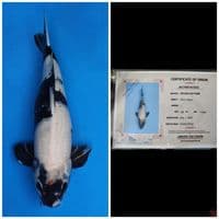 Okawa Jumbo Shiro 